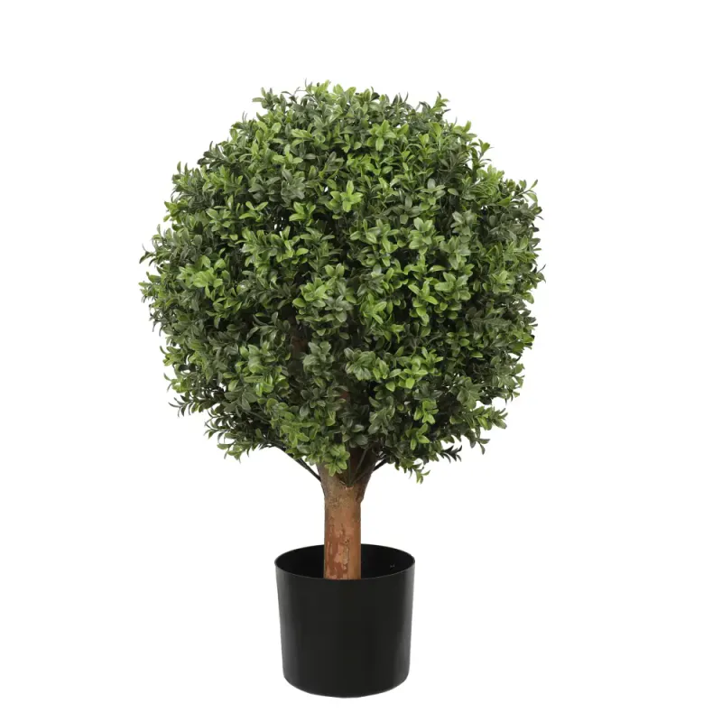 Buxus Buskebom tre *